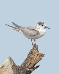 Attēlu rezultāti vaicājumam “Chlidonias hybrida”