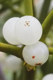 Attēlu rezultāti vaicājumam “Viscum album female flower”