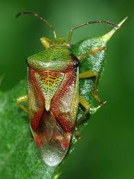 Attēlu rezultāti vaicājumam “Elasmostethus interstinctus imago”