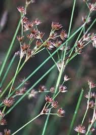 Attēlu rezultāti vaicājumam “Juncus capitatus fruit”