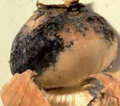 Attēlu rezultāti vaicājumam “Urocystis anemones spores”