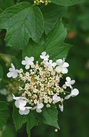 Attēlu rezultāti vaicājumam “Viburnum opulus”