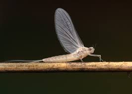 Attēlu rezultāti vaicājumam “Ephemeroptera imago”