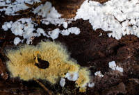 Attēlu rezultāti vaicājumam “Leucogyrophana sororia”