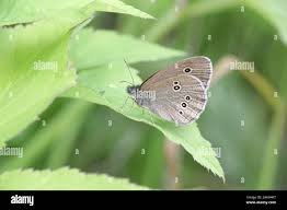 Attēlu rezultāti vaicājumam “Aphantopus hyperantus”