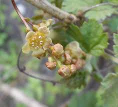 Attēlu rezultāti vaicājumam “Ribes spicatum”
