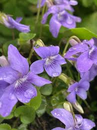 Attēlu rezultāti vaicājumam “Viola riviniana flower”