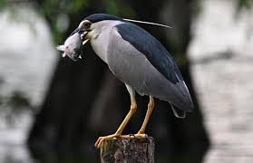 Image result for Nycticorax nycticorax