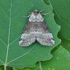 Attēlu rezultāti vaicājumam “Tetheella fluctuosa”