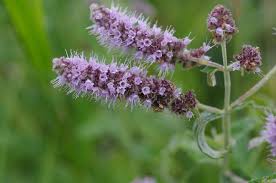 Attēlu rezultāti vaicājumam “Mentha longifolia flower”