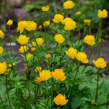 Attēlu rezultāti vaicājumam “Trollius europaeus fruit”