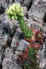 Attēlu rezultāti vaicājumam “Jovibarba globifera”