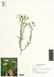 Attēlu rezultāti vaicājumam “Linaceae”