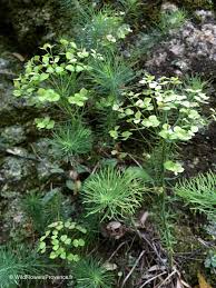 Attēlu rezultāti vaicājumam “Euphorbia cyparissias”
