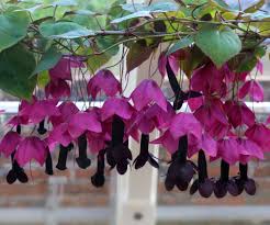 Image result for Rhodochiton atrosanguineum