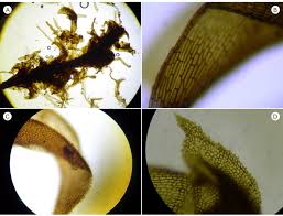 Attēlu rezultāti vaicājumam “Paludella squarrosa”