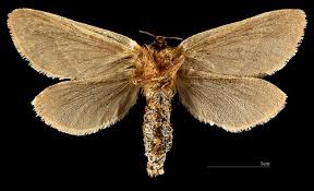 Attēlu rezultāti vaicājumam “Hepialus sylvina female”