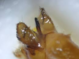 Attēlu rezultāti vaicājumam “Limnephilus larva”