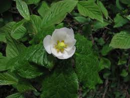 Attēlu rezultāti vaicājumam “Podophyllum hexandrum flower”