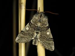 Attēlu rezultāti vaicājumam “Achlya flavicornis”