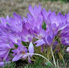 Attēlu rezultāti vaicājumam “Colchicum luteum flower”