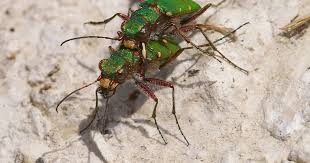 Attēlu rezultāti vaicājumam “Cicindela campestris imago”