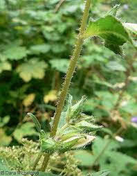 Attēlu rezultāti vaicājumam “Campanula trachelium bud”