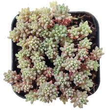 Attēlu rezultāti vaicājumam “Sedum hispanicum”