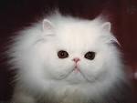 http://informationsquare.com/information/wallpaperNphoto/Animal/gallery/4.jpg