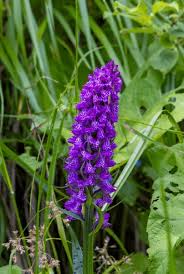 Attēlu rezultāti vaicājumam “Dactylorhiza majalis subsp. baltica flower”