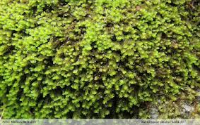 Attēlu rezultāti vaicājumam “Jungermannia sphaerocarpa”