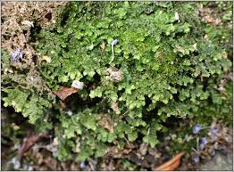 Attēlu rezultāti vaicājumam “Porella platyphylla”