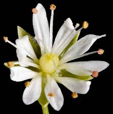 Attēlu rezultāti vaicājumam “Stellaria longifolia flower”