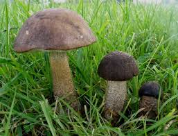 Attēlu rezultāti vaicājumam “Leccinum”