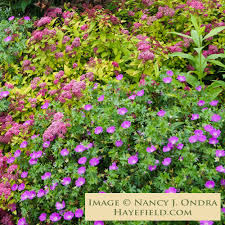 Attēlu rezultāti vaicājumam “Geranium sanguineum”