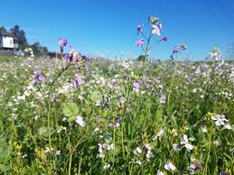 Image result for Raphanus sativus ssp. Oleiformes