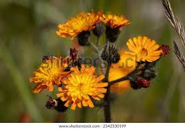 Image result for Hieracium aurantiacum