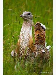 Image result for Otis tarda