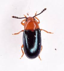 Attēlu rezultāti vaicājumam “Triplax aenea”