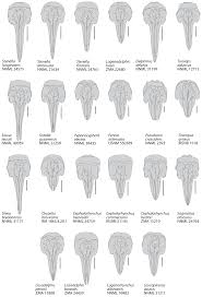 Image result for Leucopleurus acutus