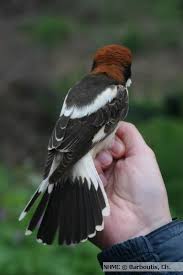 Attēlu rezultāti vaicājumam “Lanius collurio male”