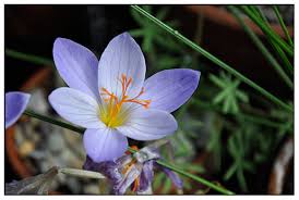 Attēlu rezultāti vaicājumam “Crocus speciosus flower”