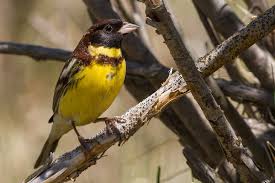 Image result for Emberiza aureola