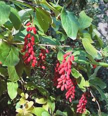 Attēlu rezultāti vaicājumam “Berberis vulgaris fruit”