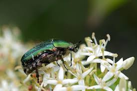 Attēlu rezultāti vaicājumam “Potosia cuprea imago”