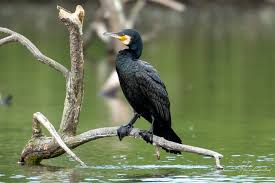 Image result for Phalacrocorax carbo