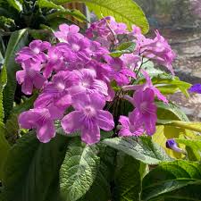 Image result for Streptocarpus