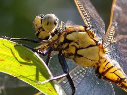 Attēlu rezultāti vaicājumam “Orthetrum cancellatum”