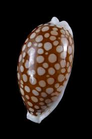 Attēlu rezultāti vaicājumam “Cribraria oregana”