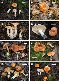 Attēlu rezultāti vaicājumam “Hydnum rufescens”